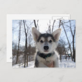 Carte Postale Portrait extérieur du chiot à chien husky (Devant / Derrière)