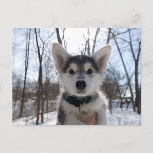 Carte Postale Portrait extérieur du chiot à chien husky (Devant)