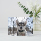 Carte Postale Portrait extérieur du chiot à chien husky (Debout devant)
