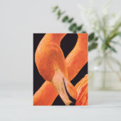 Carte Postale Portrait Flamant rose (Debout devant)