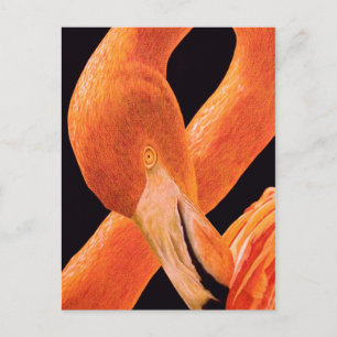 Carte Postale Portrait Flamant rose