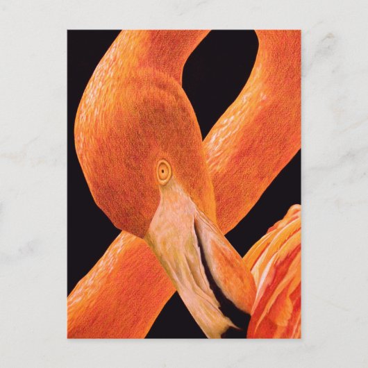 Carte Postale Portrait Flamant rose (Devant)