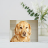 Carte Postale Portrait Golden Retriever (Debout devant)