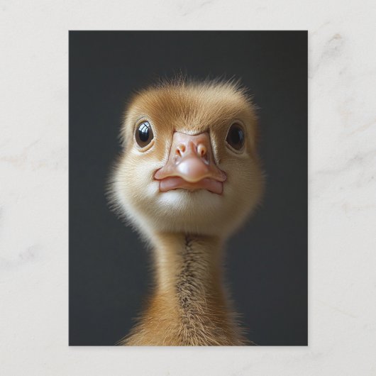 Carte Postale Portrait Gosling (Devant)