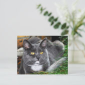 Carte Postale Portrait gris chat (Debout devant)