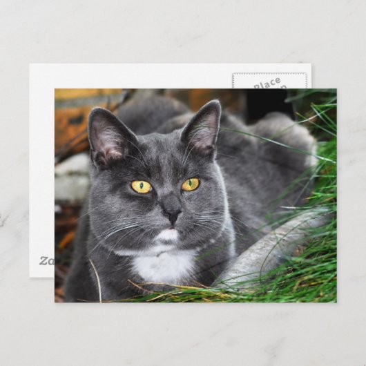 Carte Postale Portrait gris chat (Devant / Derrière)
