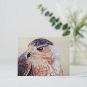 Carte Postale Portrait Hawk Coopers (Debout devant)