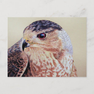 Carte Postale Portrait Hawk Coopers
