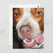 Carte Postale Portrait idiot de Pitbull (Devant / Derrière)