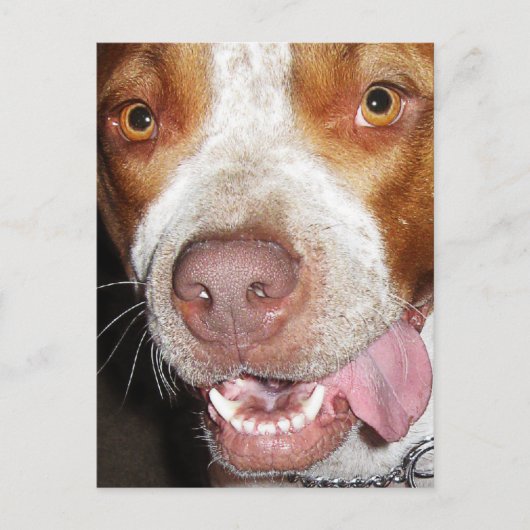 Carte Postale Portrait idiot de Pitbull (Devant)