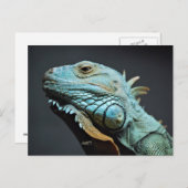 Carte Postale Portrait Iguana Sérieux (Devant / Derrière)