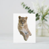 Carte Postale Portrait isolé de lionne (Debout devant)