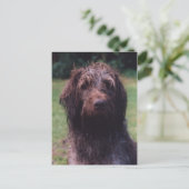 Carte Postale Portrait Korthals Griffon Sarah (Debout devant)
