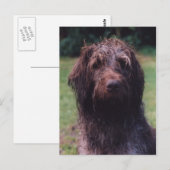 Carte Postale Portrait Korthals Griffon Sarah (Devant / Derrière)