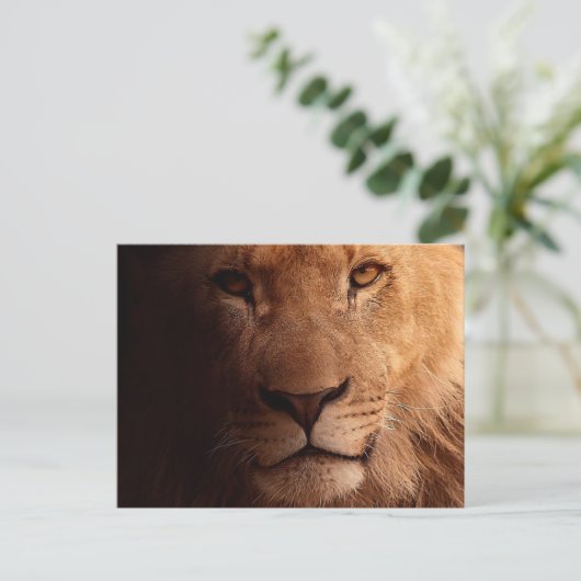 Carte Postale Portrait Lion (Debout devant)