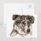 Carte Postale Portrait lisse Collie (Devant / Derrière)