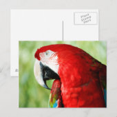 Carte Postale Portrait Macaw (Devant / Derrière)
