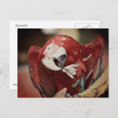 Carte Postale Portrait macaw chloroptera (Devant / Derrière)