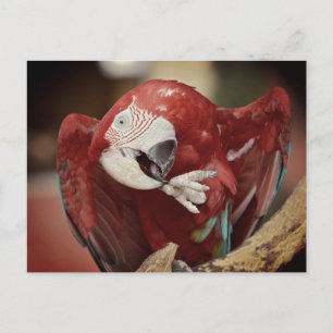 Carte Postale Portrait macaw chloroptera