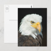 Carte Postale Portrait Majestic Bald Eagle (Devant / Derrière)