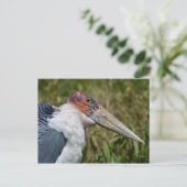 Carte Postale Portrait marabou cigogne (Debout devant)