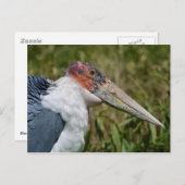Carte Postale Portrait marabou cigogne (Devant / Derrière)