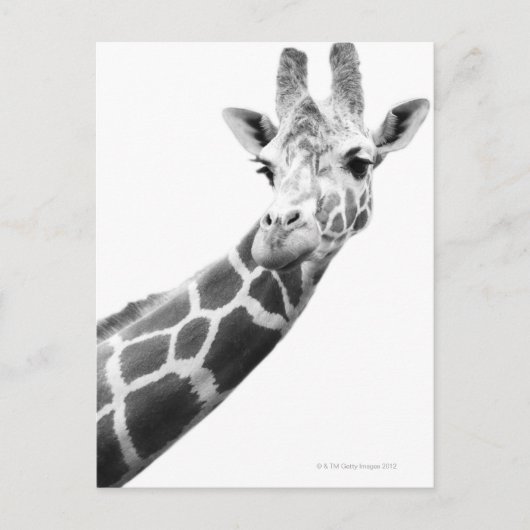 Carte Postale Portrait noir et blanc d'une girafe (Devant)