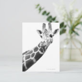 Carte Postale Portrait noir et blanc d'une girafe (Debout devant)