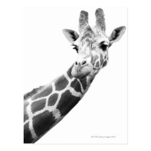 Cartes Postales Girafe Originales Zazzle Be