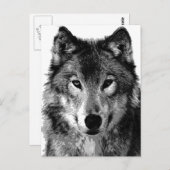 Carte Postale Portrait noir et blanc Wolf (Devant / Derrière)