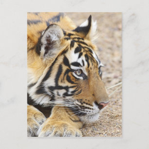 Carte Postale Portrait of Royal Bengal Tiger, Ranthambhor