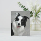 Carte Postale Portrait photo Collie Bordure (Debout devant)