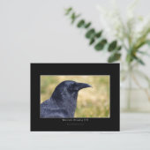 Carte Postale Portrait photo Wild Raven (Debout devant)