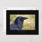 Carte Postale Portrait photo Wild Raven (Devant / Derrière)
