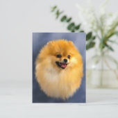Carte postale Portrait Poméranie (Debout devant)