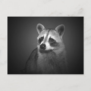 Carte postale Portrait Raccoon