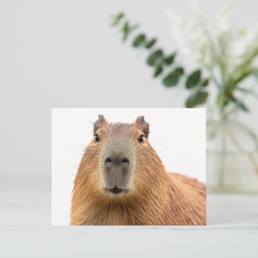 Carte Postale Portrait rapproché d'un capybara (Debout devant)