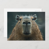 Carte Postale Portrait rapproché d'un capybara (Devant / Derrière)