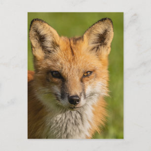 Carte Postale Portrait Red Fox