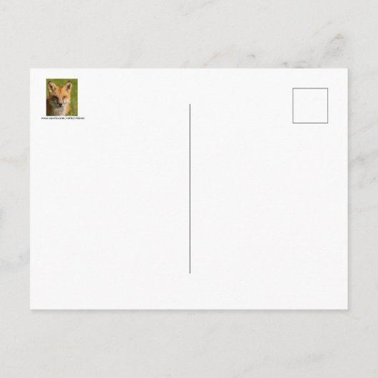 Carte Postale Portrait Red Fox (Dos)