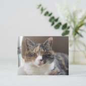 Carte Postale Portrait rouge du chat (Debout devant)