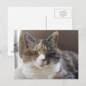 Carte Postale Portrait rouge du chat (Devant / Derrière)