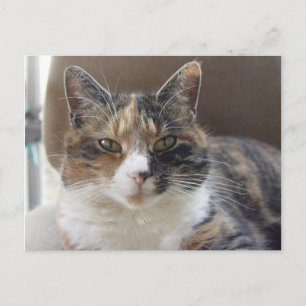 Carte Postale Portrait rouge du chat