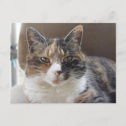 Carte Postale Portrait rouge du chat (Devant)