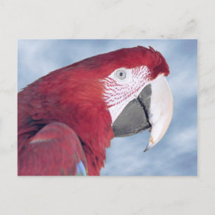 Carte Postale Portrait Scarlet macaw mangeur de carottes