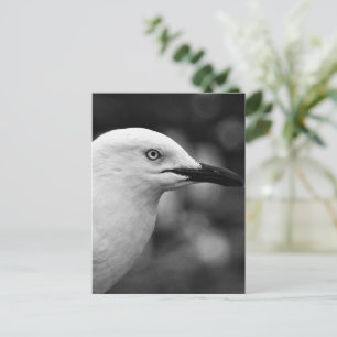 Carte Postale Portrait Seagull