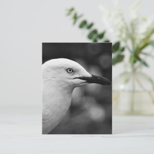Carte Postale Portrait Seagull (Debout devant)