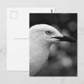 Carte Postale Portrait Seagull (Devant / Derrière)