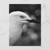 Carte Postale Portrait Seagull (Devant)