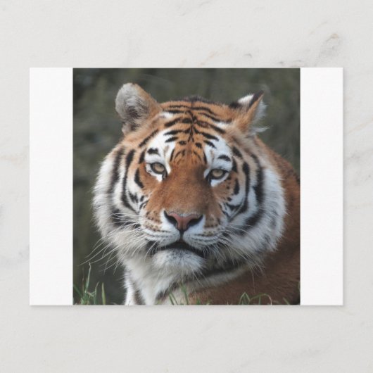 Carte Postale Portrait sibérien (Devant)